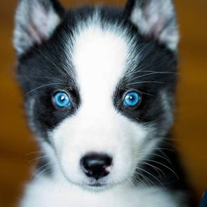 Meet your Posher, Joseph